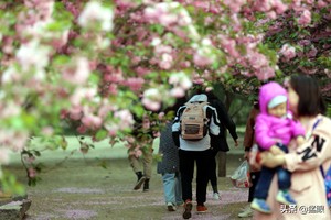 河南 郑州大学樱花花开正当时