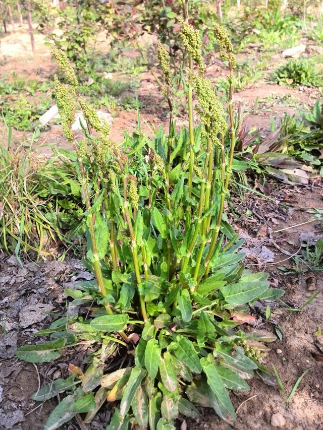 酸模,別名:山菠菜,山大黃,牛耳大黃,野菠菜,酸溜溜,牛舌頭棵,水牛舌頭