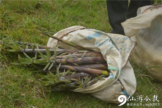 一起来挖苦!还有12天,西苑万亩苦笋等你来!