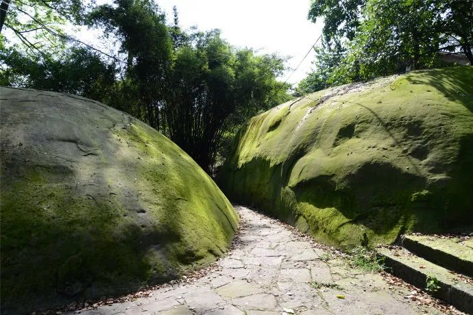 黑石山上的树,多为古树.