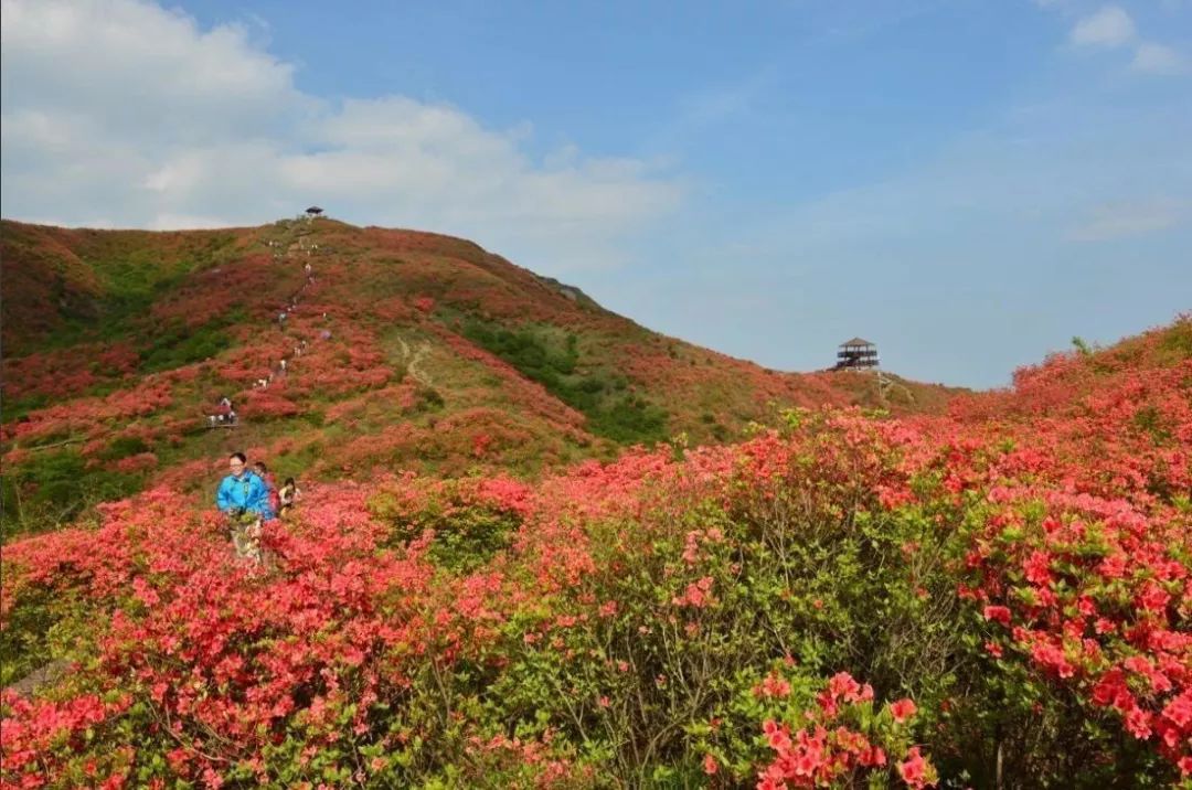 婁底新化61大熊山森林公園賞杜鵑花1日遊06168