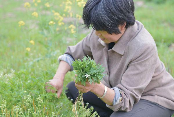 這野草是農民心中的