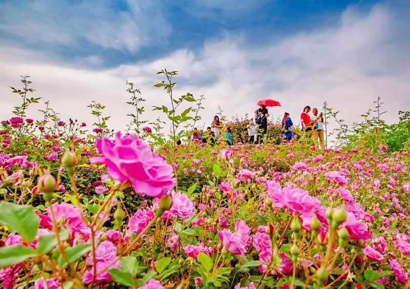 仁寿花海图片