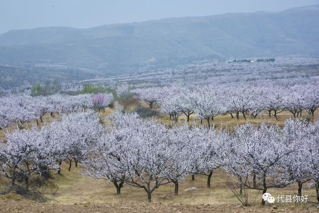 图为杨家将故里的杏林花海 返回搜