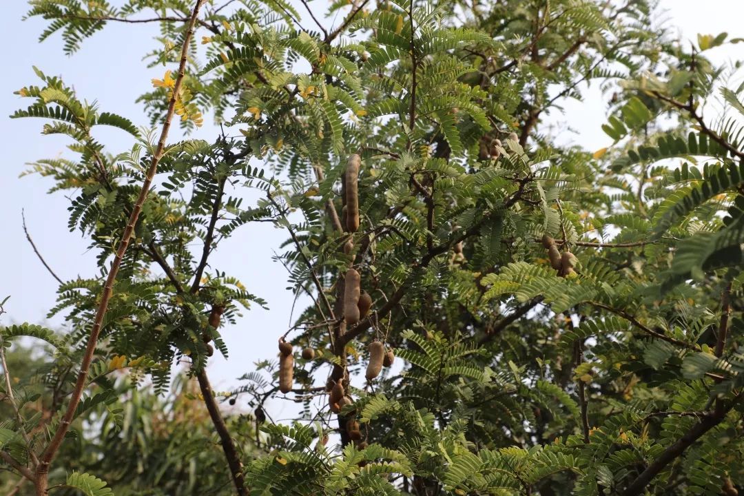 经过几年的适应生长,2018年甜角树陆续开花结果了.