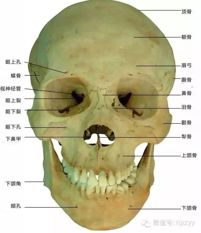 颅顶位置图片图片