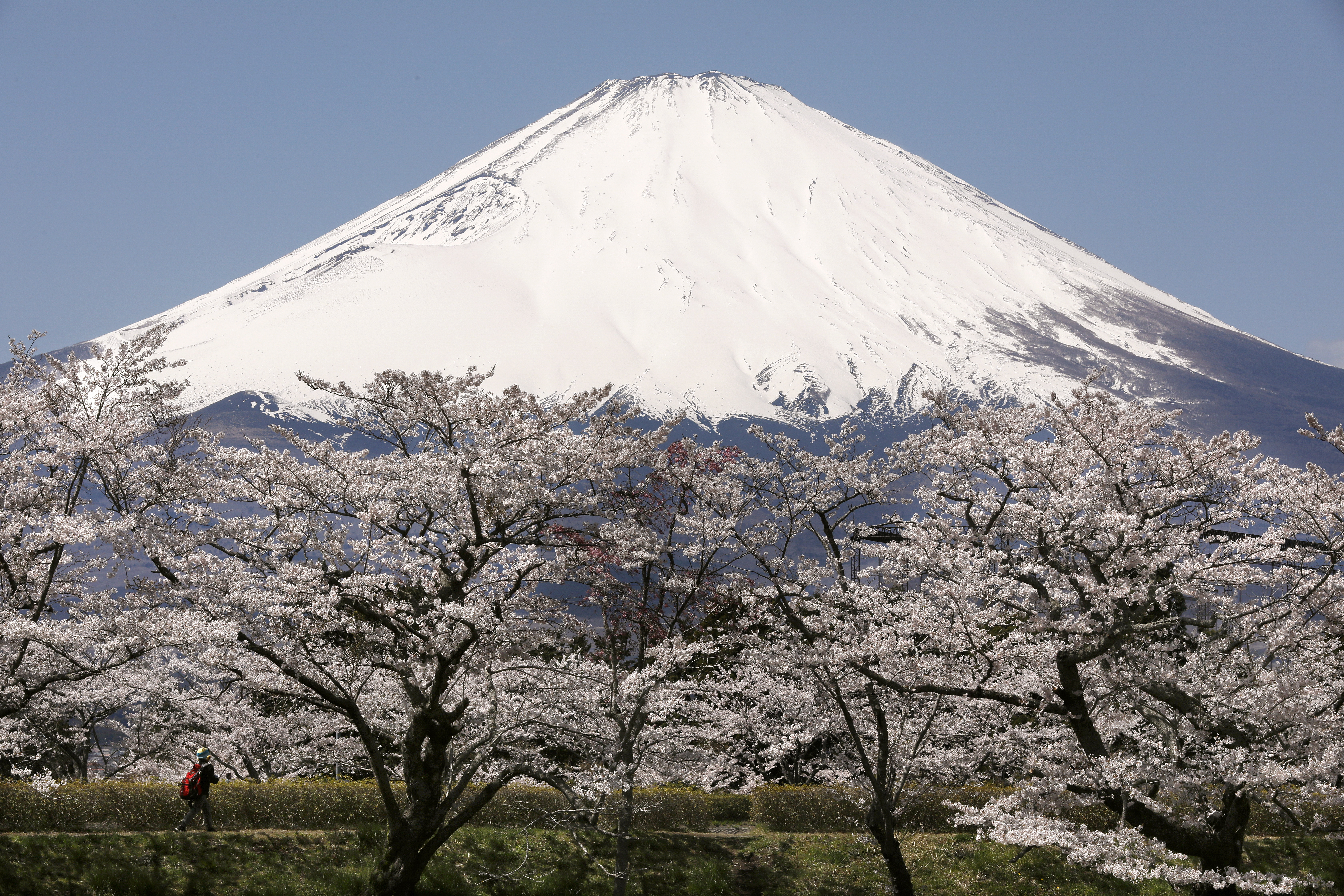 日本富士山下樱花绽放