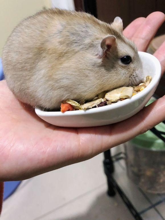 给仓鼠收拾笼子,却看到了这一幕