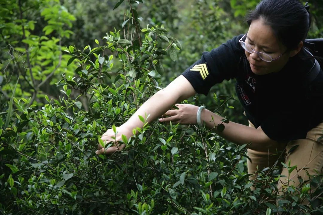 长寿之乡恭城瑶胞清明期间采茶忙
