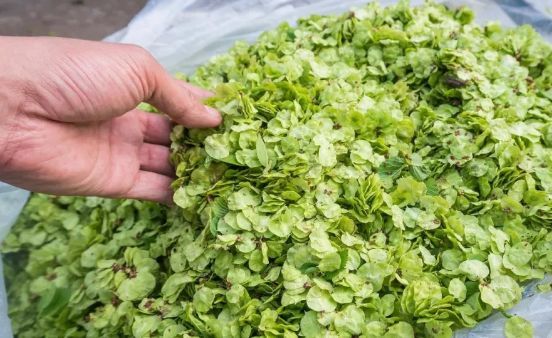 这种灵璧人的家乡菜谁吃过,很多人都抢着买,吃一次就念念不忘!_野菜