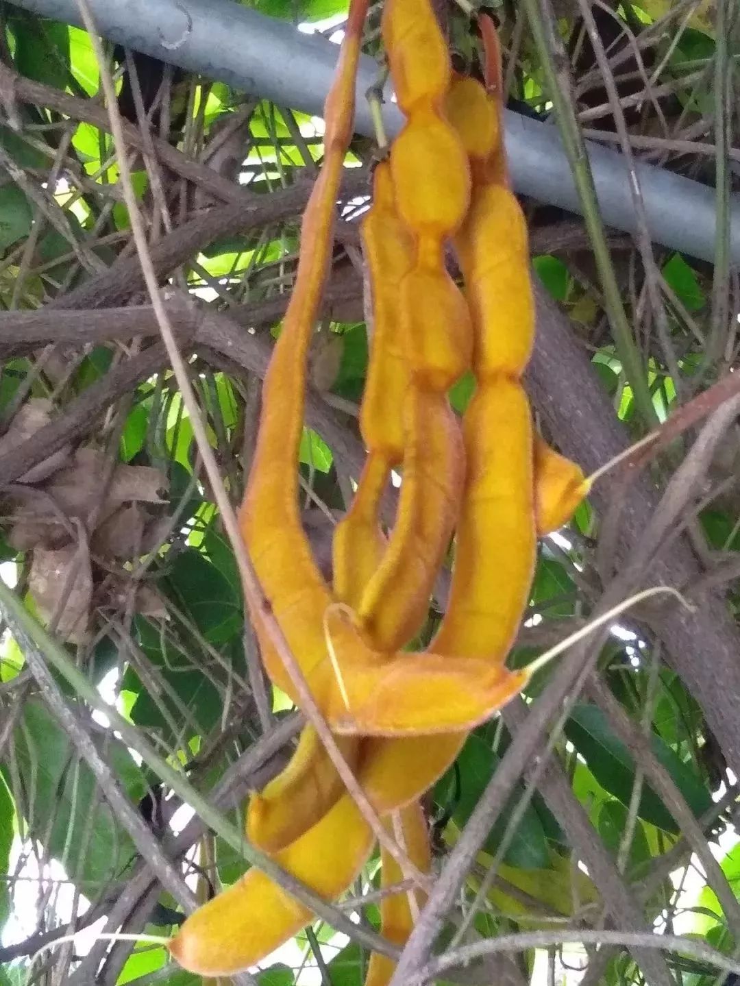 江门的禾雀花开了据说它30年才结果而且果实有