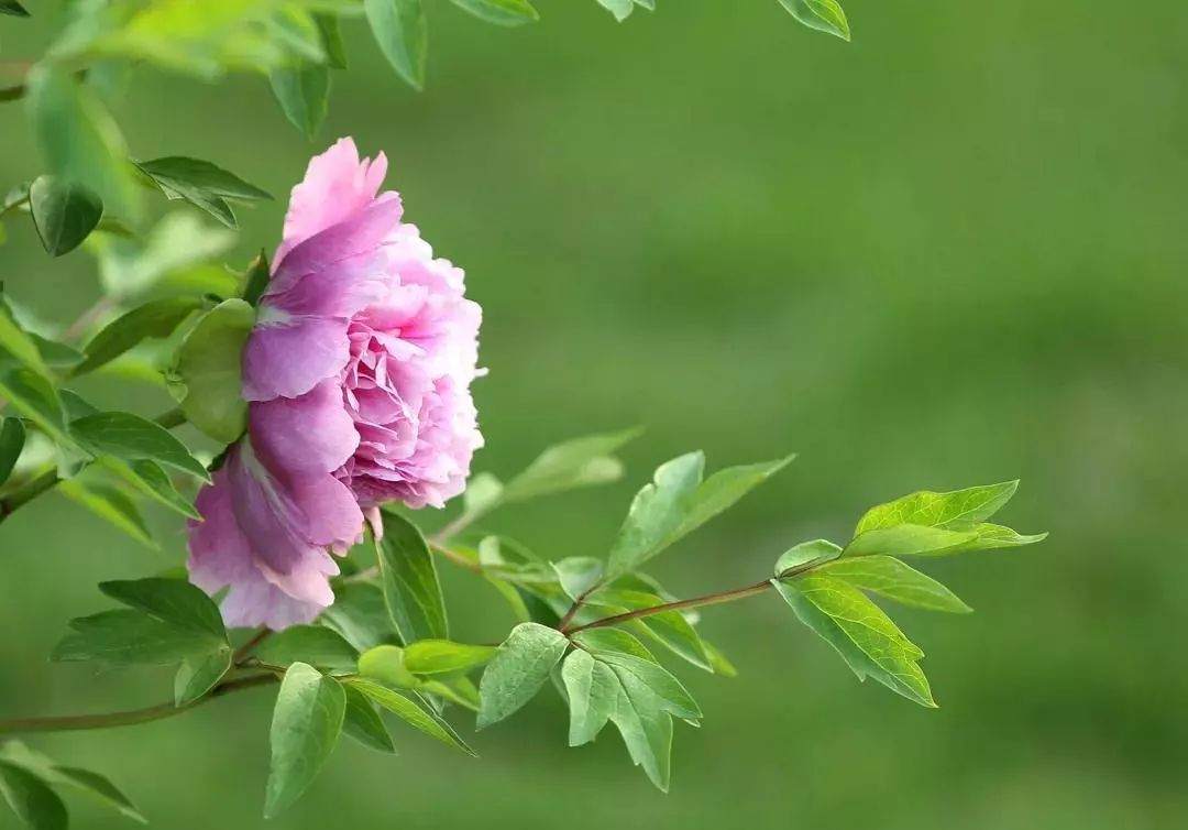 花开时节动"贤"城 | 万株牡丹次第绽放,姹紫嫣红!