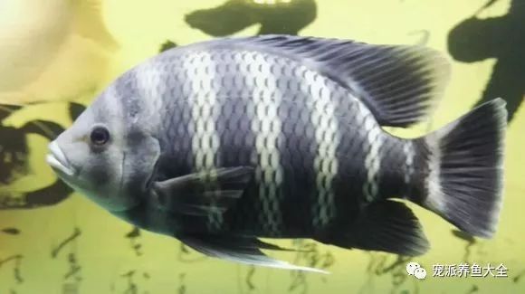 缸霸十间鱼31厘米好大好圆