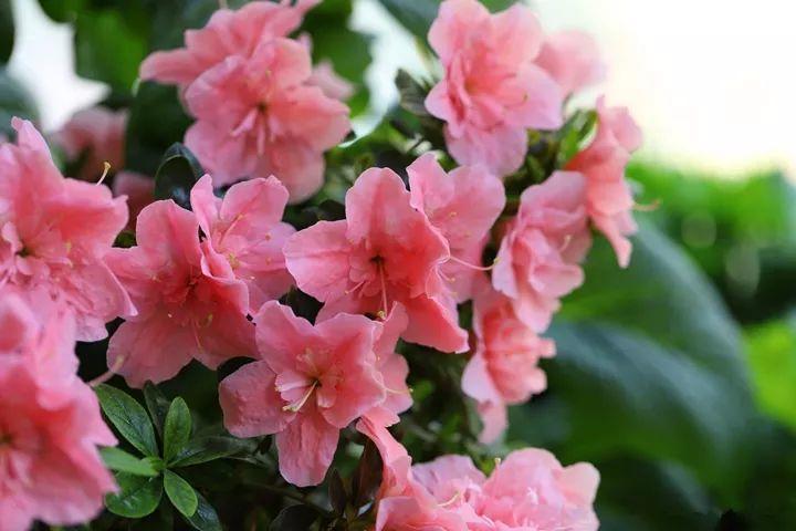 马蹄莲,郁金香:耐阴,开花时间长,种球适合沙土,椰糠土栽种,种下1-2个