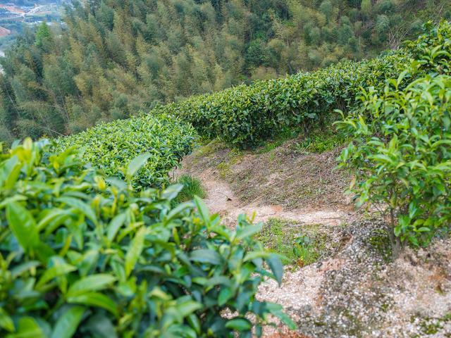 禅茶一味莽山瑶香茶业的蝶变之路