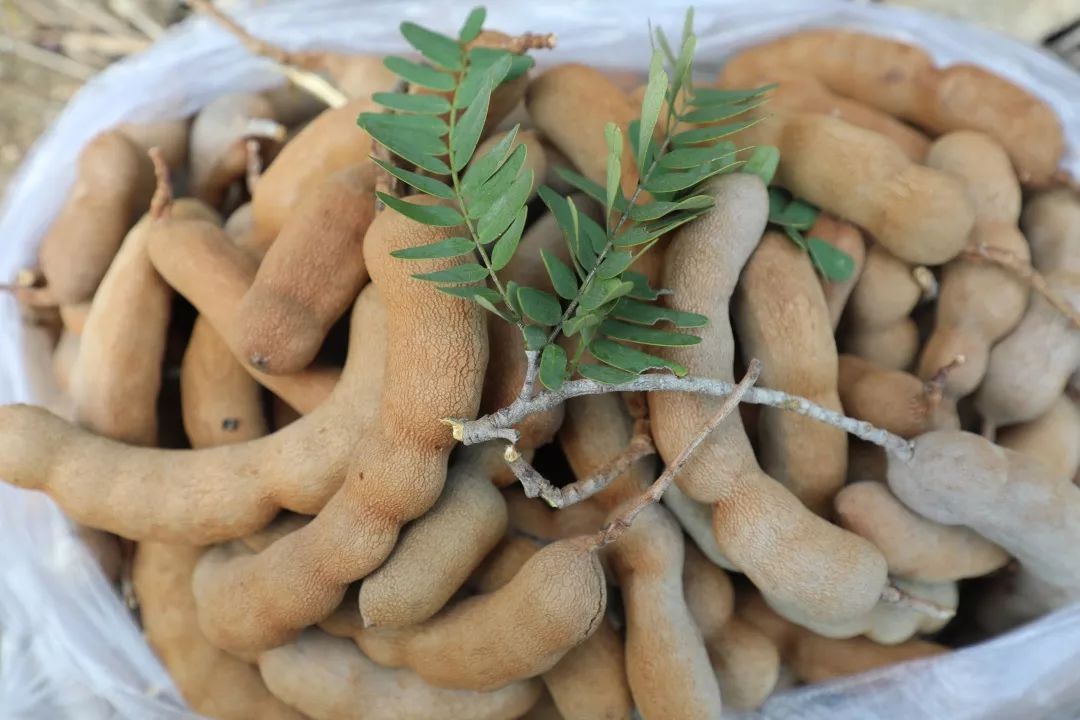 元江甜角,你吃过吗?_种植