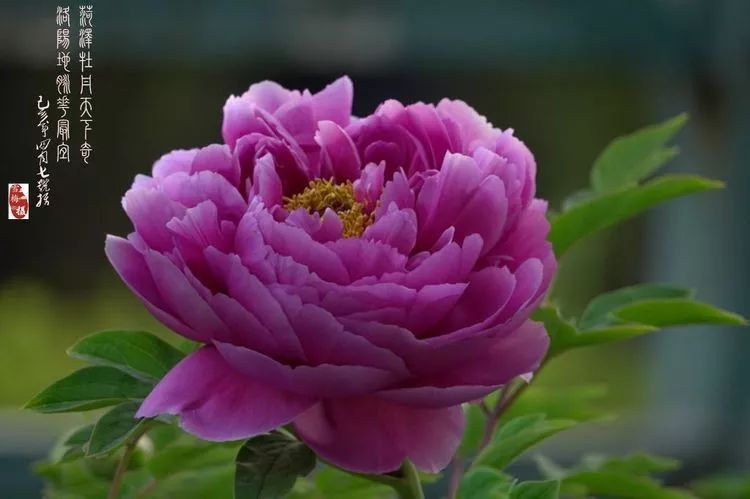 菏泽牡丹天下奇!