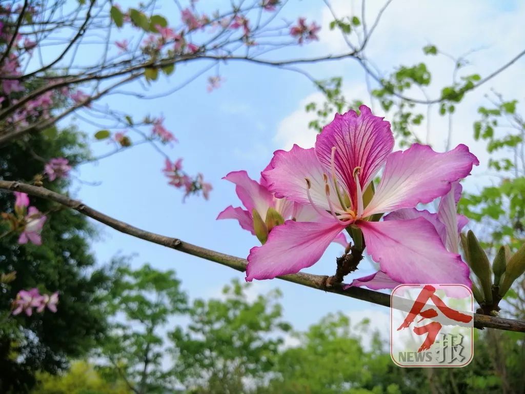 来了27万株紫荆花海来袭最美一刻将出现在柳州