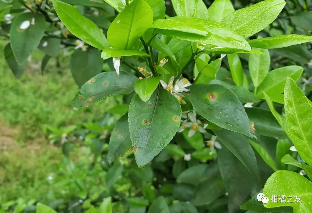 柑橘红蜘蛛危害症状图片大全集(柑桔红蜘蛛特效药)