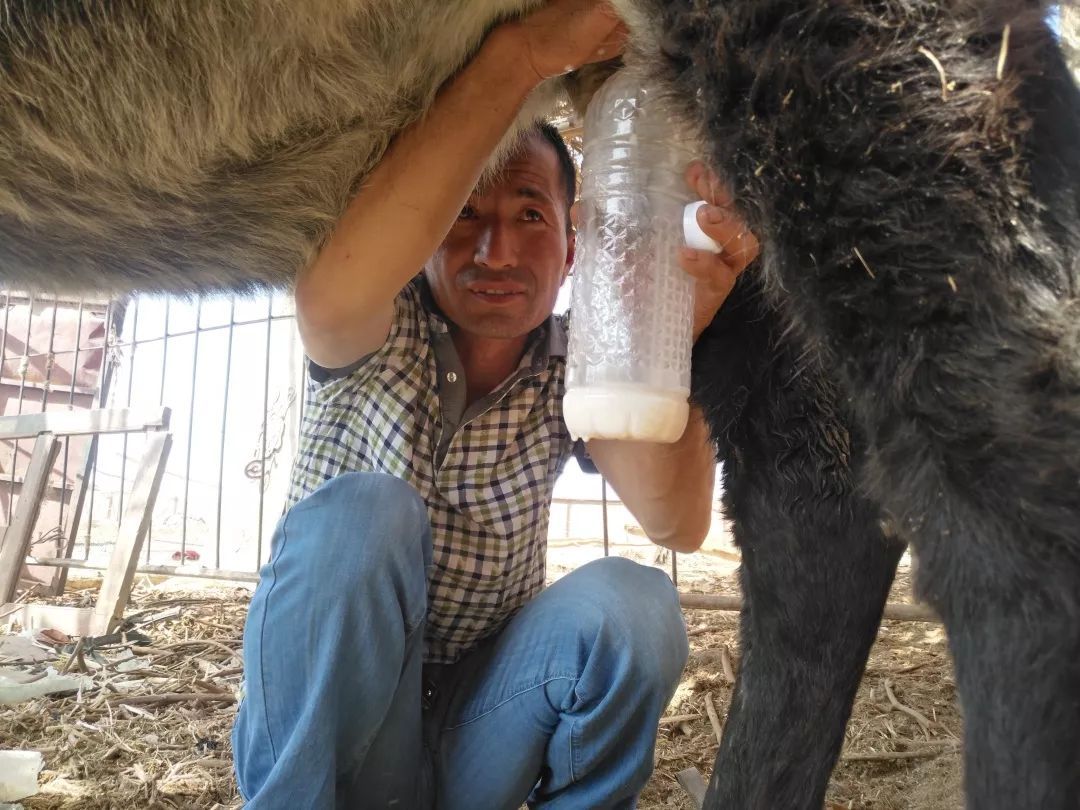 "我每天早上6点到养殖基地挤驴奶,8点送货,一瓶500ml的驴奶50元,每天