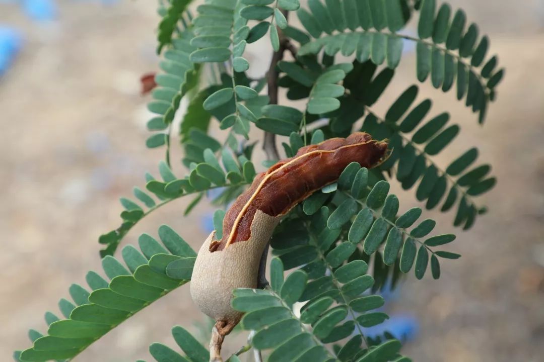 元江甜角,你吃过吗?_种植