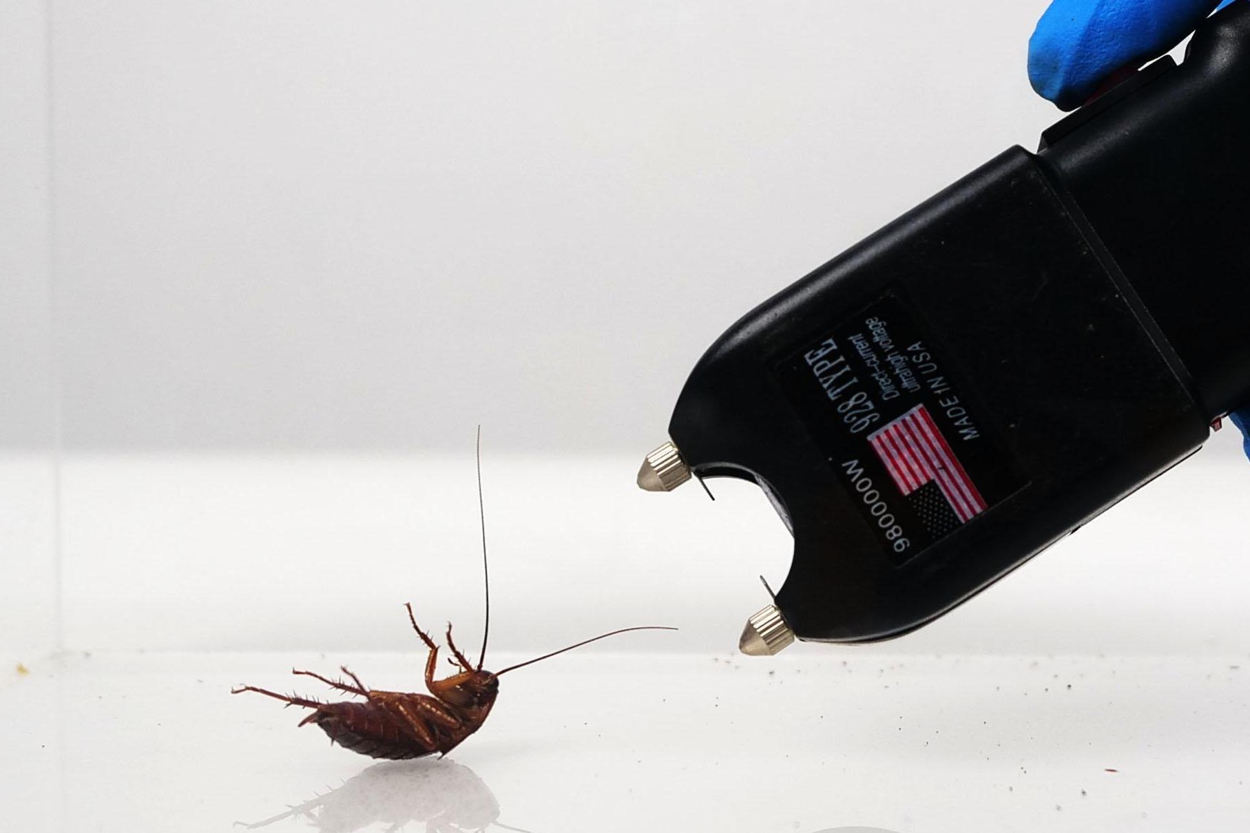 当打不死的小强遭遇10万伏的防狼电击器