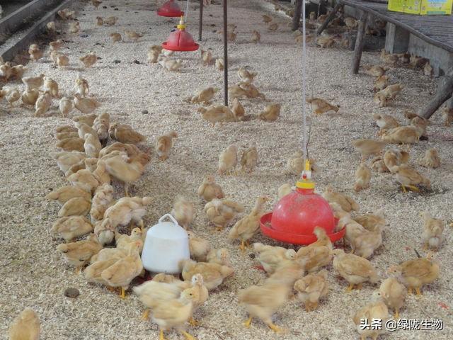 发酵床养鸡的好处及操作方法