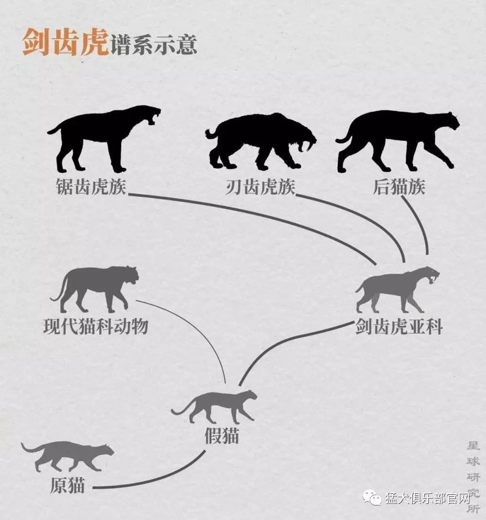 剑齿虎正是假猫的后代.分为三大"家族":锯齿虎族,刃齿虎族和后猫族.