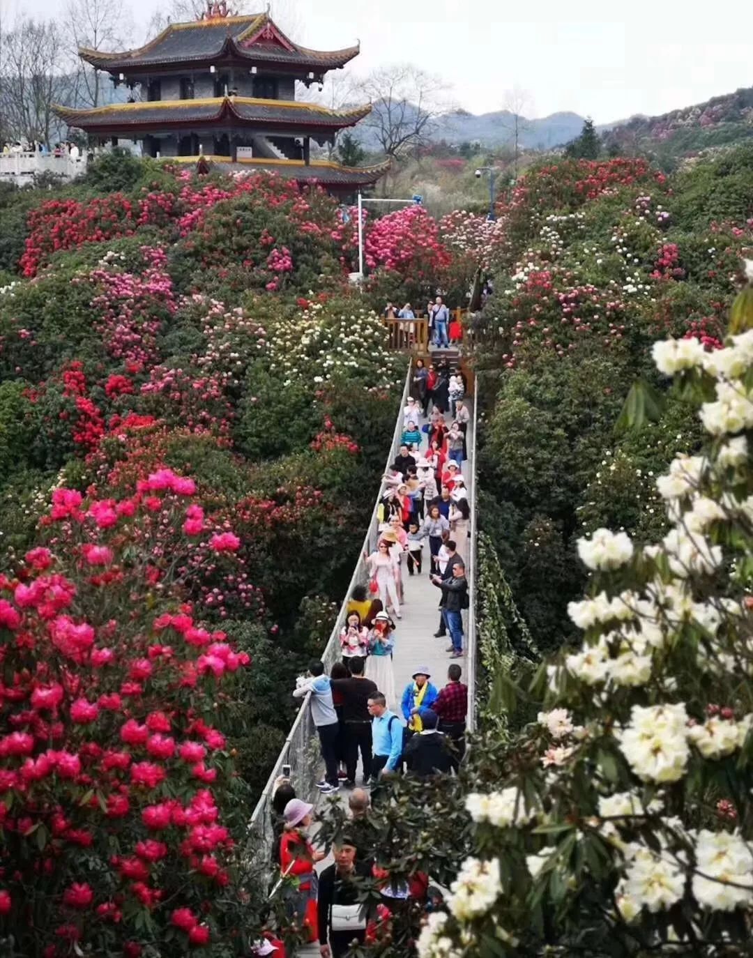 第二批毕节百里杜鹃十二背后茅台镇3日自驾游
