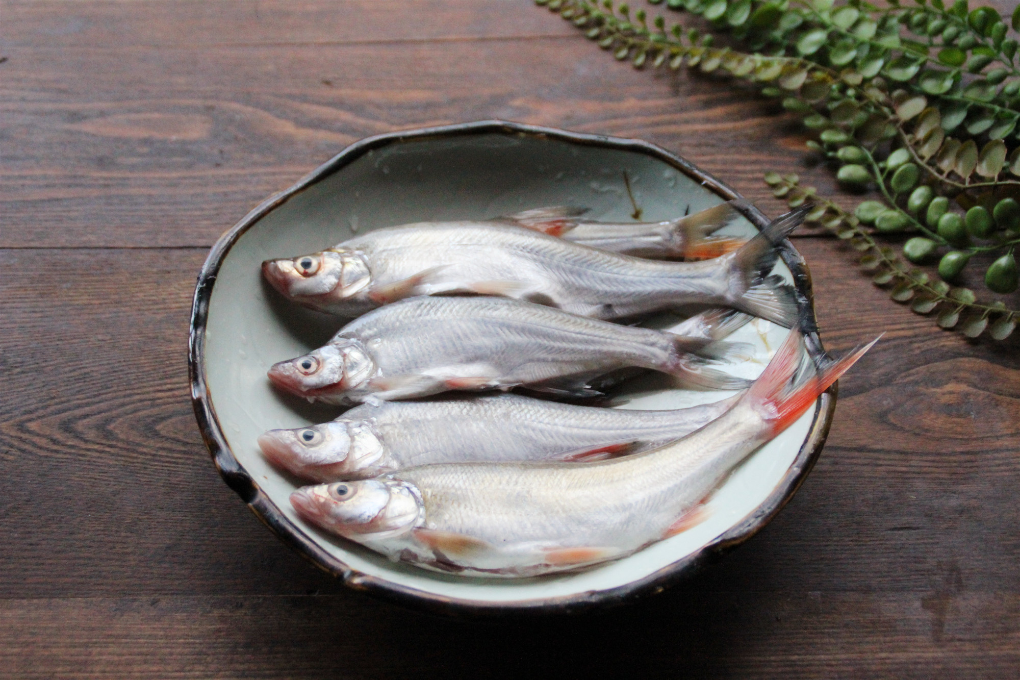 江岛子鱼图片