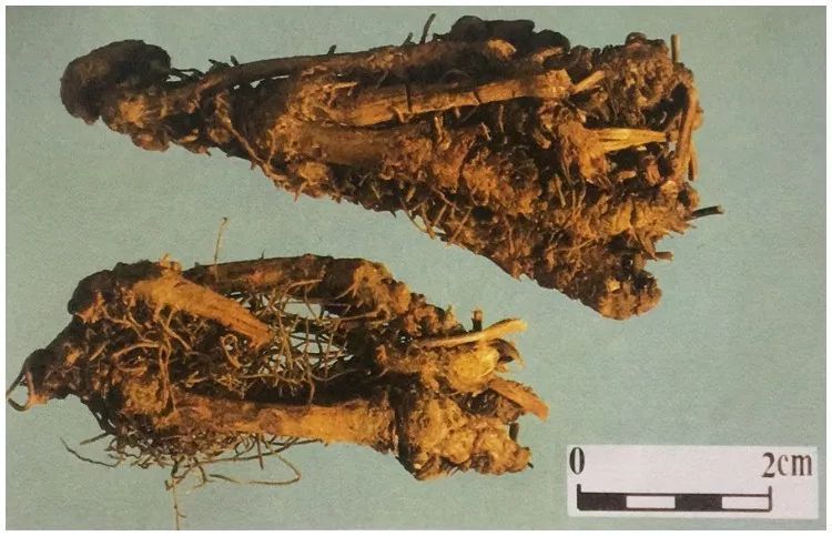 哑巴吃黄连,有苦说不出,中药界的"阿司匹林",败火解毒堪称第一!