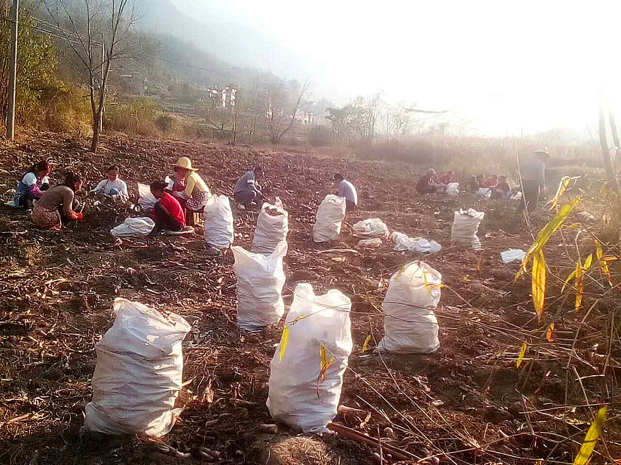 种六百亩地一年收入(种600亩地能赚多少)