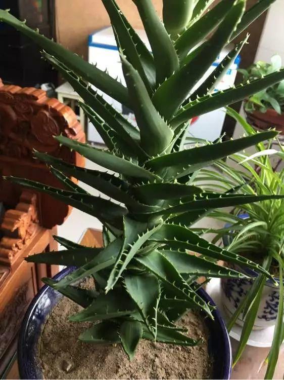 (疯狂爆侧芽的木立芦荟↑)不夜城,木立芦荟都非常喜欢爆侧芽,无根就能