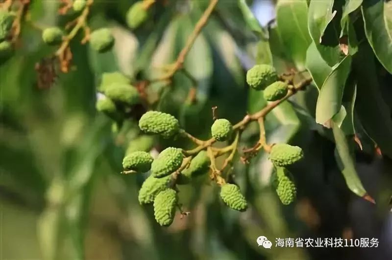 现在是蒂蛀虫高发期,该虫是影响荔枝果品质量的最主要的因素,被危害的