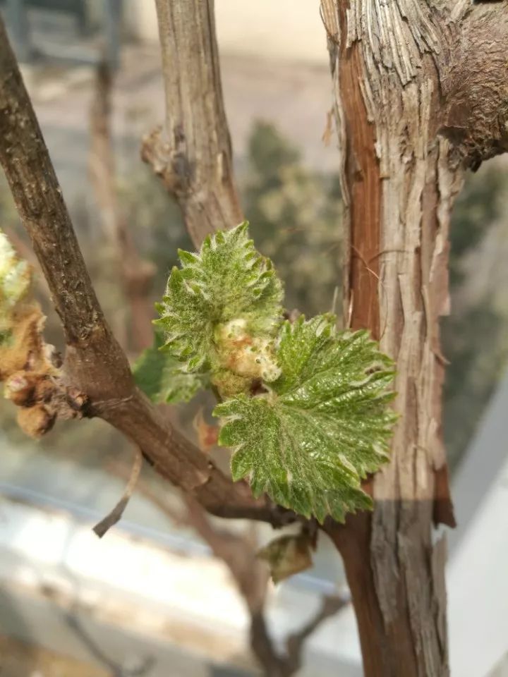 更没想到的是,眼泪流给了刚长出新芽的葡萄架,而没流在并不杂草丛生的