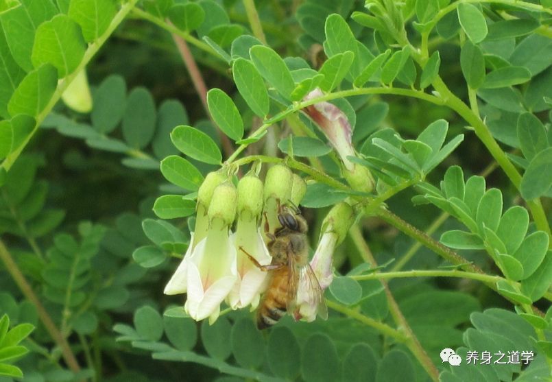 枸杞的好"搭档,每天泡水喝,补肾又护肝!