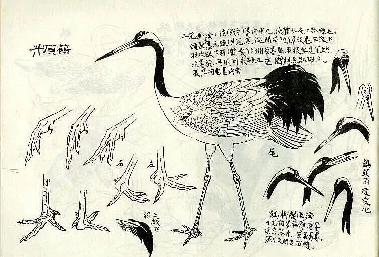 一笔一划学画丹顶鹤_仙鹤