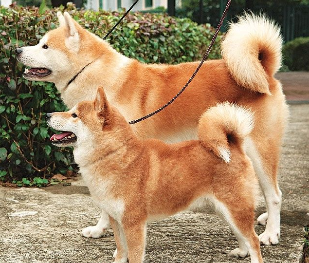 秋田犬的性格大概是怎么样的,如果独自呆着的话,它非常喜欢撕咬东西