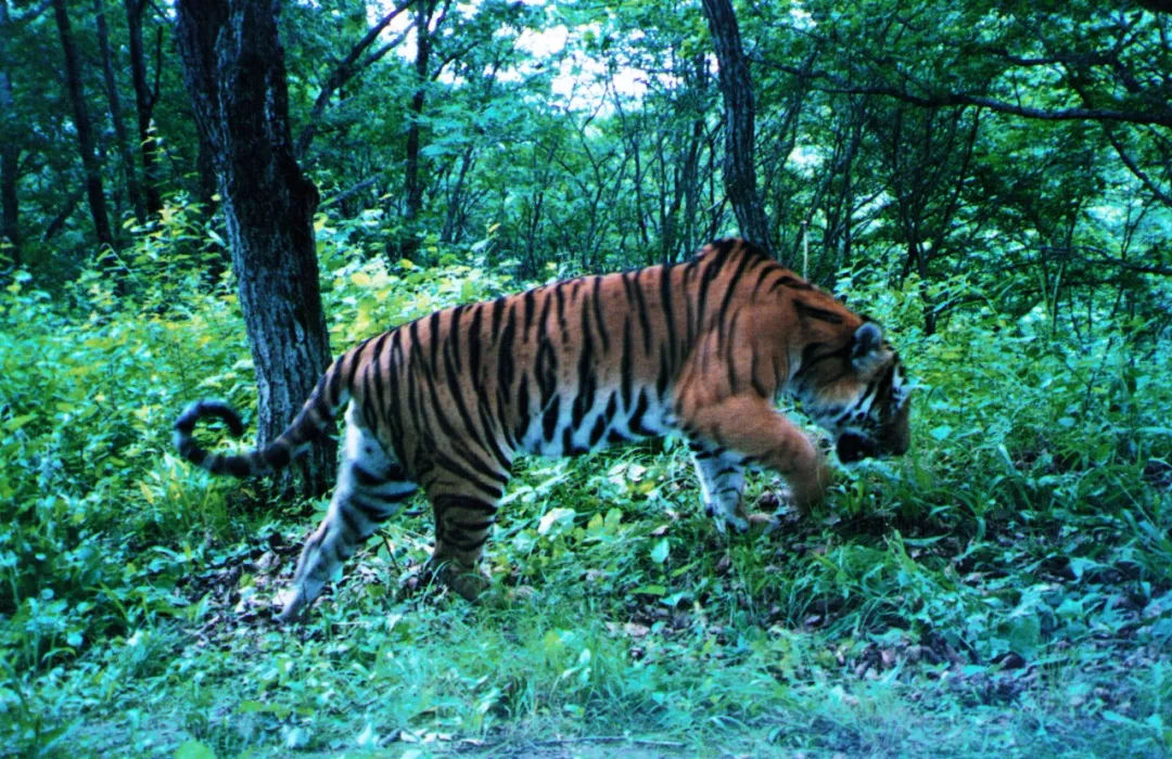 原创东北虎寿命一般不到20年一生是怎么度过的
