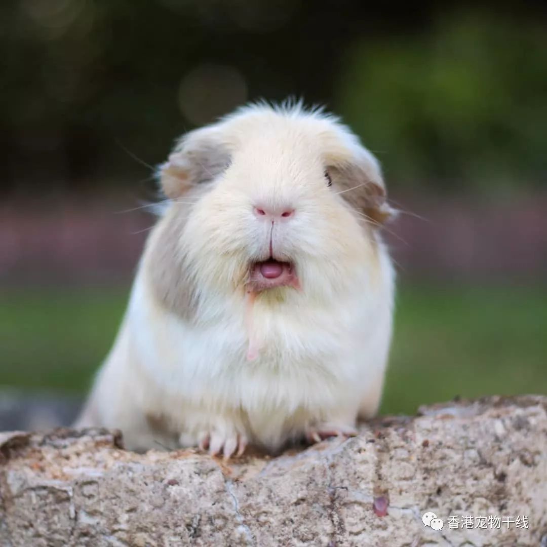 都是胖怎么荷兰猪可以胖的那么可爱