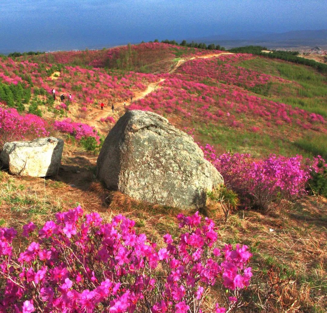 又是一年杜鹃开紫云岭上踏青来