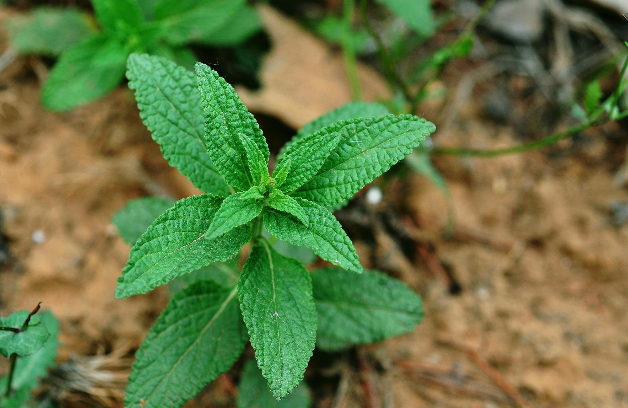 在农村里生长这许多的野生植物,野草之类的尤为的多,特别是现在春季到