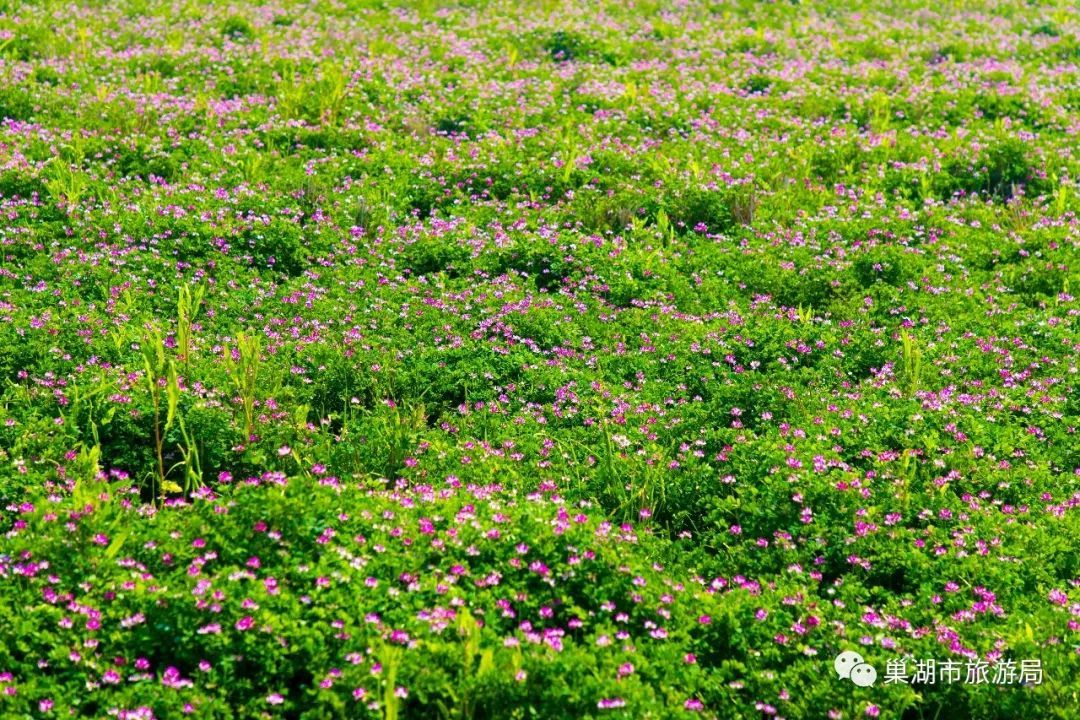 烔炀西宋千亩紫云英花海全面盛开,勾起一代人的儿时回忆.