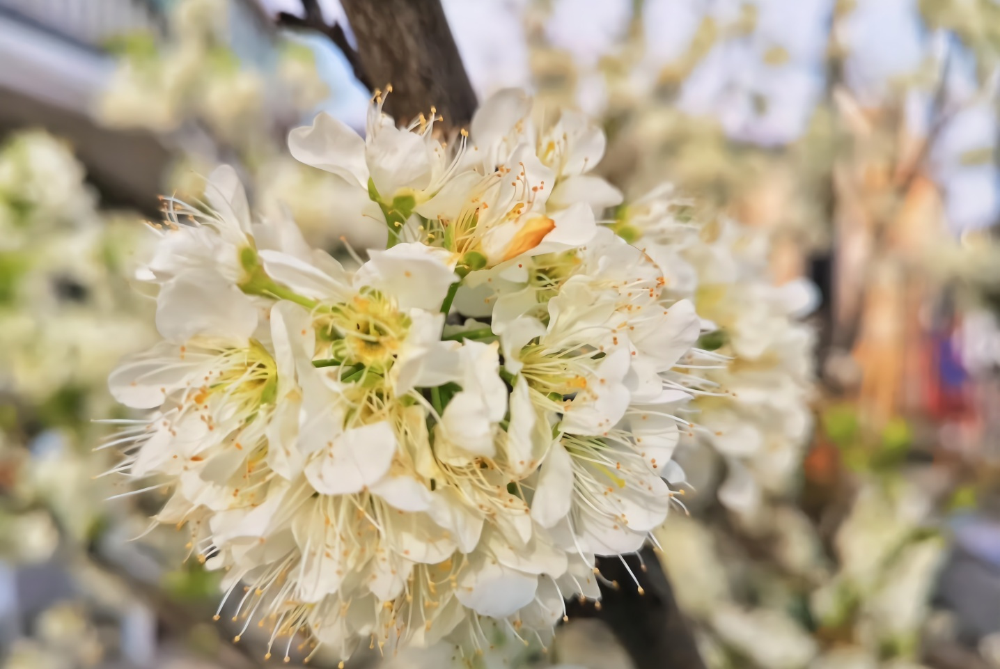 第四届李花节金塘
