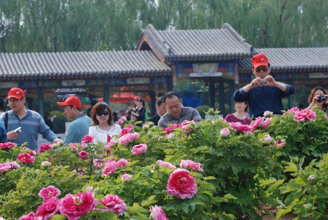 洛陽牡丹花會期間這個牡丹園值得一去門票50對面就是白馬寺