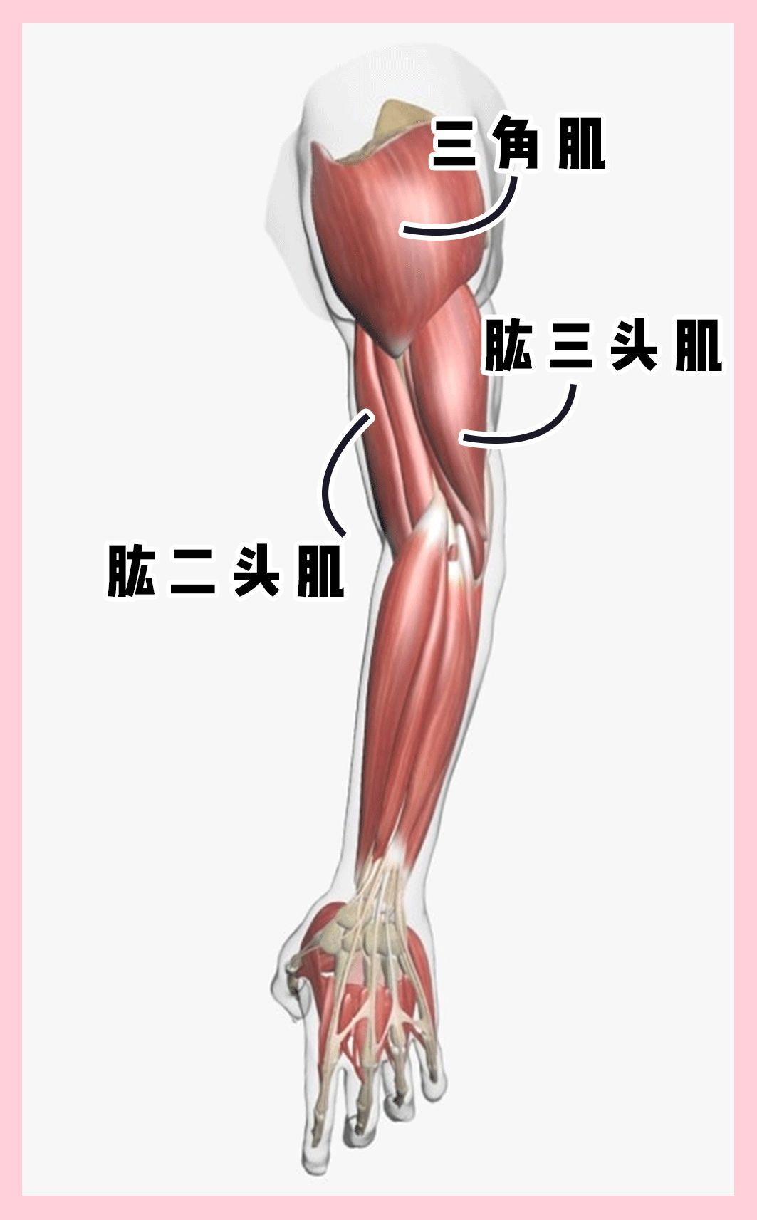 一般我们锻炼手臂主要会活动到的肌肉有3个:肩头的三角肌,手臂前侧的
