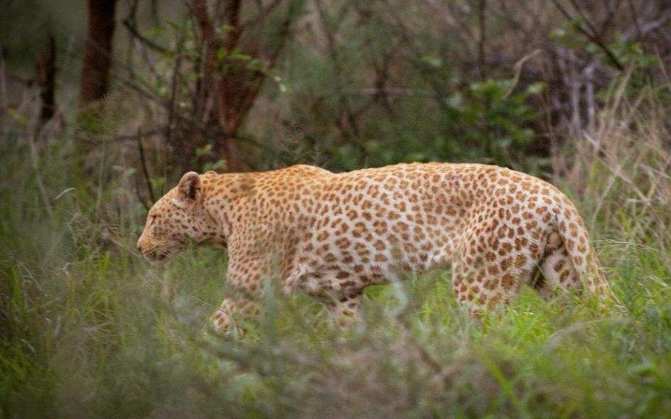 生活在北非的仅存在于摩洛哥和埃及东南部;西非的包括贝宁,布基纳法索