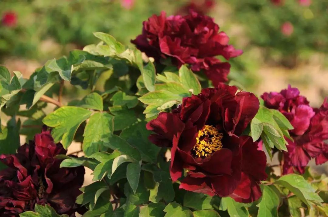 每日一花 | 黑豹牡丹:黑色荷花型,花瓣大,边缘皱褶!