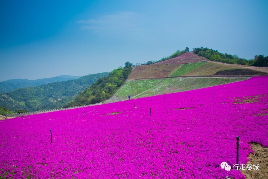 慈城最大的梦幻花海刚开花就成为了打卡圣地
