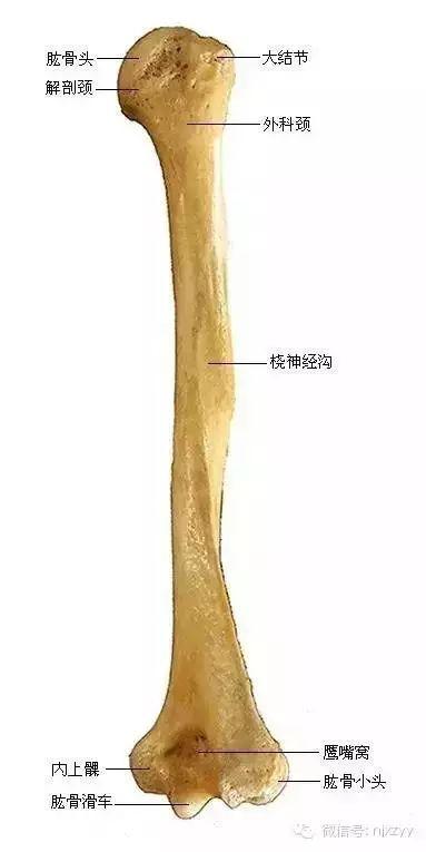 近侧列由外向内依次为手舟骨,月骨,三角骨,豌豆骨